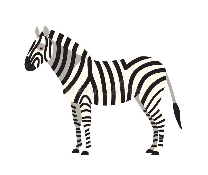 Zebra isolated on white background. Portrait of stunning wild herbivorous animal with stripy coat. Graceful exotic species, African fauna. Colorful vector illustration in flat cartoon style. Zebra isolated on white background. Portrait of stunning wild herbivorous animal with stripy coat. Graceful exotic species, African fauna. Colorful vector illustration in flat cartoon style